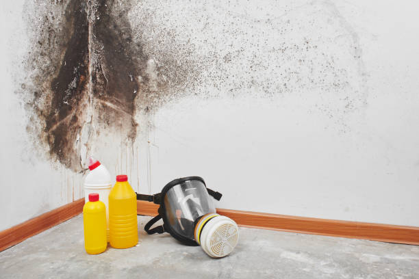 Best Mold Remediation  in Muscoda, WI