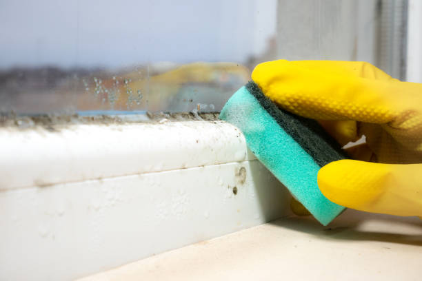 Best Commercial Mold Removal  in Muscoda, WI