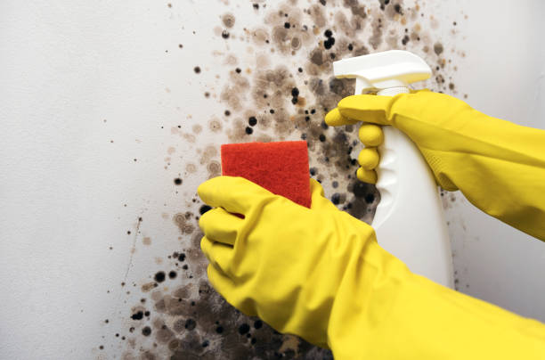 Best Black Mold Removal  in Muscoda, WI