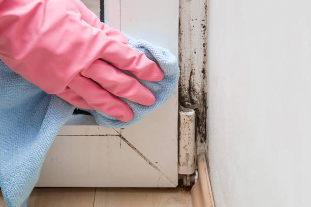 Best Mold Remediation Experts  in Muscoda, WI