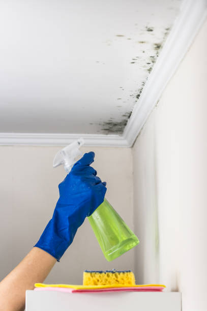 Mold Testing and Removal in Muscoda, WI
